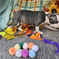Who, a female Boston Terrier for sale in Raleigh, NC – Photo 6 of 7