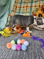 processed/c17b29f4-5f4c-461d-94a8-d8dfbedb84e7/listing/11cc557c-5833-4f6b-8257-55c3ce264079/f8939e90-65e2-499a-a3da-707a29344e8e