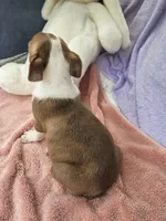 Apple, a female Boston Terrier for sale in Raleigh, NC – 2 of 3