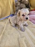 Michael , a male Maltipoo for sale in Raleigh, NC – 6 of 7