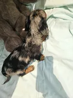 Nickel , a male Miniature Dachshund for sale in Raleigh, NC – 4 of 7