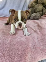 Flash  AKC, a male Boston Terrier for sale in Raleigh, NC – 4 of 5