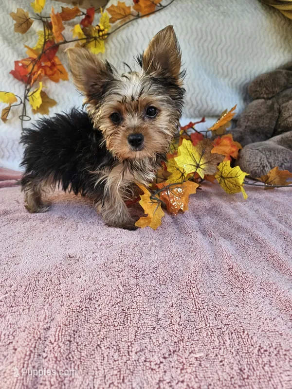 Sofia – Yorkshire Terrier puppy for sale in Raleigh, NC