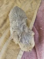 Rose, a male Maltipoo for sale in Raleigh, NC – 5 of 7