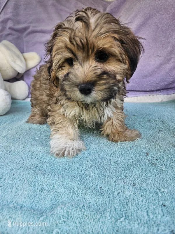 Terry – Morkie puppy for sale in Raleigh, NC
