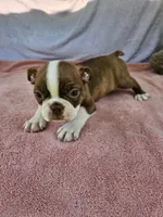 Flash  AKC, a male Boston Terrier for sale in Raleigh, NC – 5 of 5