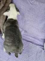 Biscuit , a male Boston Terrier for sale in Raleigh, NC – Photo 3 of 8