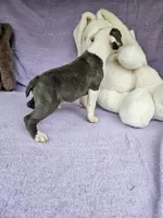 Biscuit , a male Boston Terrier for sale in Raleigh, NC – Photo 5 of 8