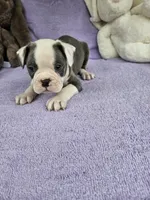 Biscuit , a male Boston Terrier for sale in Raleigh, NC – Photo 6 of 8