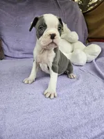 Biscuit , a male Boston Terrier for sale in Raleigh, NC – Photo 4 of 8