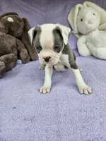 Biscuit , a male Boston Terrier for sale in Raleigh, NC – Photo 2 of 8