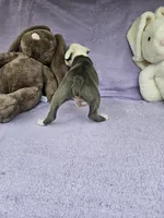 Biscuit , a male Boston Terrier for sale in Raleigh, NC – Photo 7 of 8