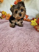 Benny baby, a male Yorkshire Terrier for sale in Raleigh, NC – 3 of 7