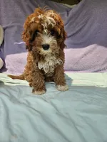 Carnation, a female Cavapoo for sale in Raleigh, NC – 2 of 5