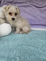 Benny, a male Morkie for sale in Raleigh, NC – 2 of 5