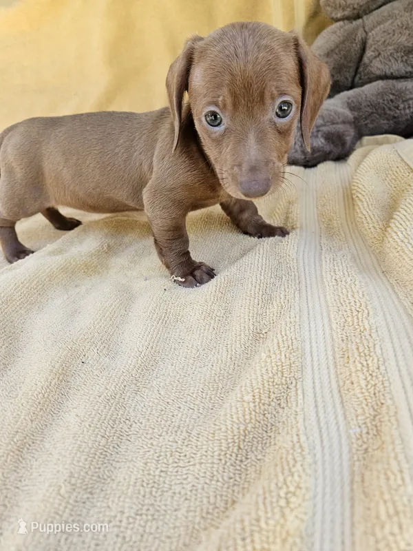 Daisy  – Miniature Dachshund puppy for sale in Raleigh, NC