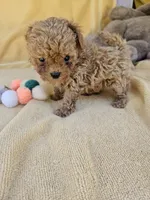 Wheeler, a male Maltipoo and Poodle - Toy  for sale in Raleigh, NC – 3 of 7