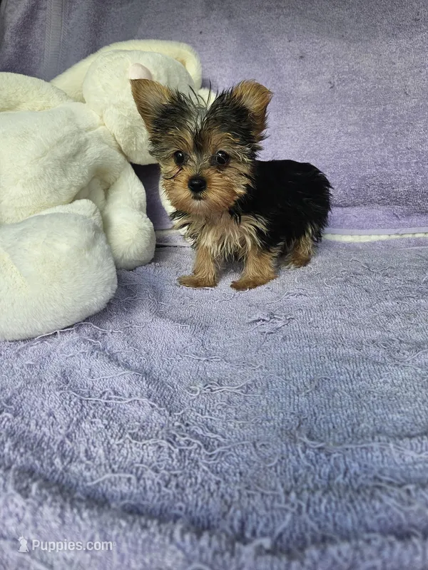 Sarah  – Yorkshire Terrier puppy for sale in Raleigh, NC