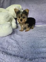 Sarah , a male Yorkshire Terrier for sale in Raleigh, NC – Photo 1 of 4