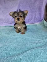 Sarah , a male Yorkshire Terrier for sale in Raleigh, NC – Photo 4 of 4