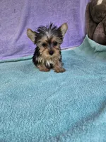 Sarah , a male Yorkshire Terrier for sale in Raleigh, NC – Photo 3 of 4