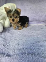 Sarah , a male Yorkshire Terrier for sale in Raleigh, NC – Photo 2 of 4