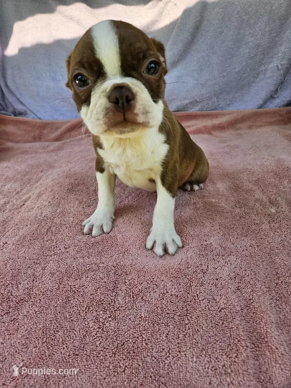Flash  AKC – Boston Terrier puppy for sale in Raleigh, NC