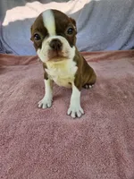 Flash  AKC, a male Boston Terrier for sale in Raleigh, NC – 1 of 5