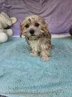 Tina, a female Morkie for sale in Raleigh, NC – 2 of 6