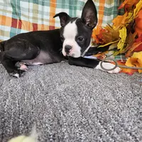 Tommy, a male Boston Terrier for sale in Raleigh, NC – Photo 4 of 5