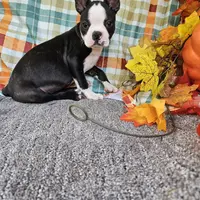 Tommy, a male Boston Terrier for sale in Raleigh, NC – Photo 1 of 5