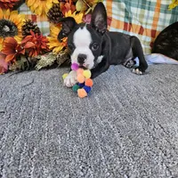 Tommy, a male Boston Terrier for sale in Raleigh, NC – Photo 3 of 5