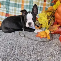 Tommy, a male Boston Terrier for sale in Raleigh, NC – Photo 2 of 5