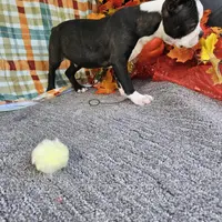 Tommy, a male Boston Terrier for sale in Raleigh, NC – Photo 5 of 5