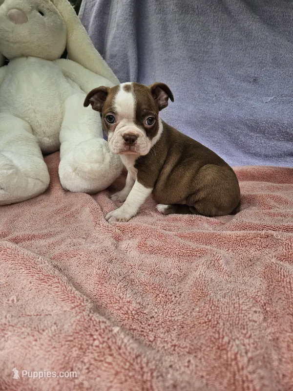 Apple – Boston Terrier puppy for sale in Raleigh, NC