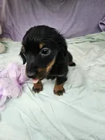 Quarter , a female Miniature Dachshund for sale in Raleigh, NC – 6 of 6