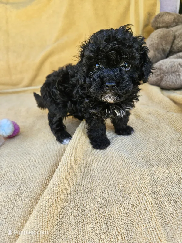 Wish – Maltipoo, Poodle - Toy  puppy for sale in Raleigh, NC