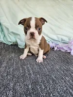 Zack, a male Boston Terrier for sale in Raleigh, NC – Photo 6 of 7