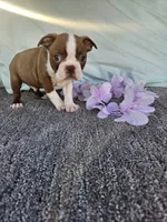 Zack, a male Boston Terrier for sale in Raleigh, NC – Photo 5 of 7