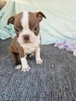 Zack, a male Boston Terrier for sale in Raleigh, NC – Photo 1 of 7