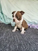 Zack, a male Boston Terrier for sale in Raleigh, NC – Photo 7 of 7