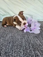 Zack, a male Boston Terrier for sale in Raleigh, NC – Photo 4 of 7