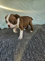 Zack, a male Boston Terrier for sale in Raleigh, NC – Photo 3 of 7