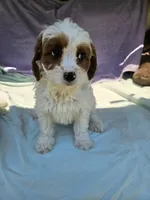 James , a male Cavapoo for sale in Raleigh, NC – 6 of 6