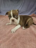 Pear, a female Boston Terrier for sale in Raleigh, NC – 2 of 5