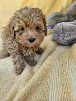 James, a male Maltipoo and Poodle - Toy  for sale in Raleigh, NC – 3 of 7