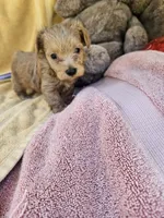 Thumper , a male Maltipoo for sale in Raleigh, NC – 6 of 8