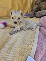 Rose, a male Maltipoo for sale in Raleigh, NC – 3 of 7