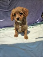Dorothy , a female Cavapoo for sale in Raleigh, NC – 3 of 5