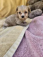 Stone, a male Maltipoo for sale in Raleigh, NC – 8 of 8
